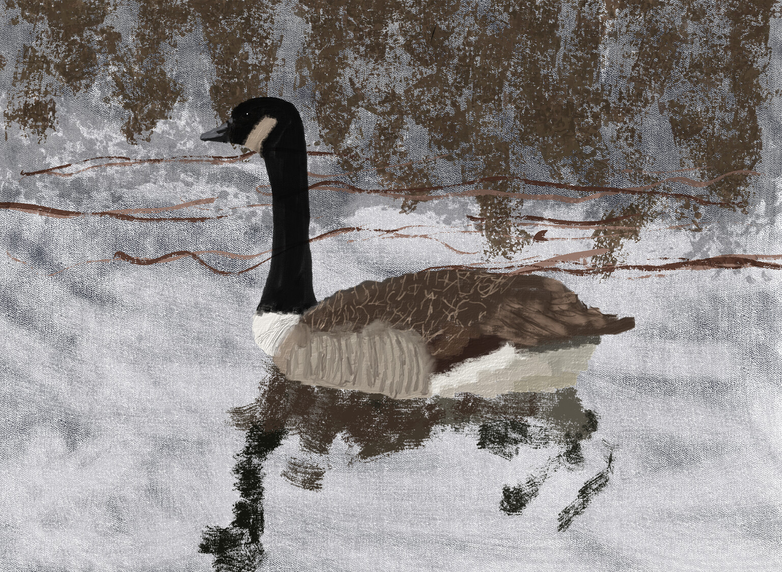 Canada goose